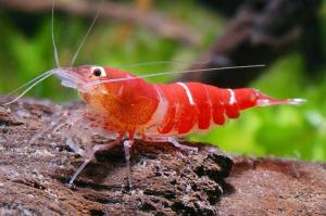 Shrimp Market