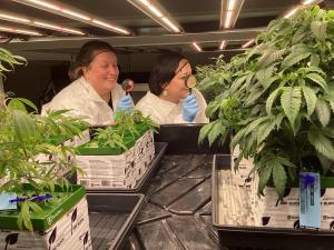Two women with magnifying glasses look at cannabis plants.