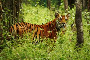 Royal Bengal Tiger in Chitwan national park