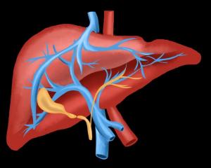 Human liver illustration symbolizing the innovative epiLiver test for early detection of Hepatocellular Carcinoma