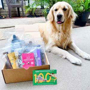 a young golden retriever sitting with her Real Dog Box 100