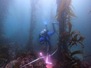 Robin Elahi conducts video surveys along a transect in the kelp forest adjacent to Stanford University’s Hopkins Marine Station. (Image credit: Samantha Andrzejaczek)