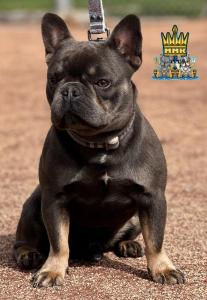 Cocoa French Bulldog