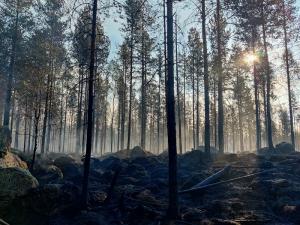 ForExt tyrehdyttää palon ja estää sen uudelleensyttymisen.