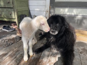 Gustav and an orphan lamb
