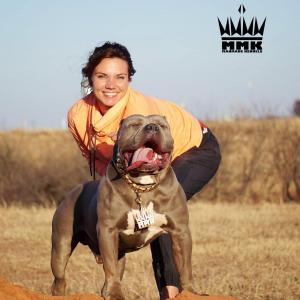 American bully XL