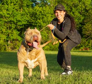 World's Largest American Bully
