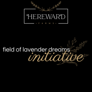 Field of Lavender Dreams: Hereward Farms Gives Back