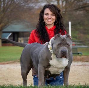 Manmade Kennels Proudly Presents the Biggest Blue Nose Pitbulls in the World
