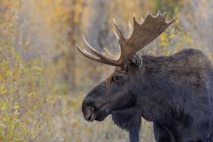 Photo of Wyoming bull moose