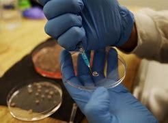 Our scientists testing the micro pancreas.a