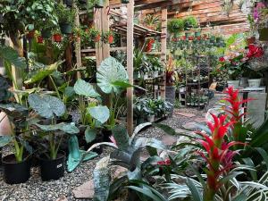 CT Palms & Tropicals: Bringing the Tropics to Cheshire