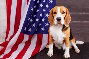 Beagle with American flag background