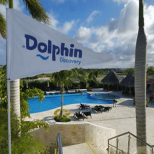 dolphin discovery punta cana beach club for families