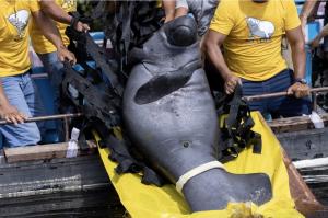 9th Manatee Release Celebrates Successful Conservation Efforts in the Peruvian Amazon