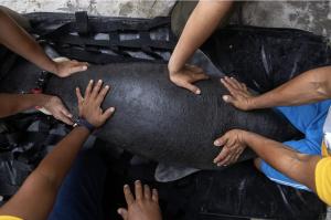 9th Manatee Released in Peru - Photo by The Dallas World Aquarium