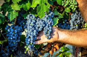 Stanislav Kondrashov TELF AG, grapes