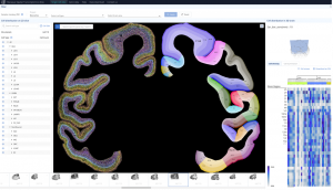 Database of cell types and gene expression in the macaque cortex