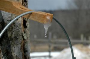 Maple Tap