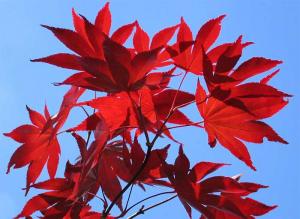 Maple trees