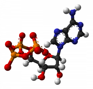 Ball-and-stick model of adenosine triphosphate (ATP)