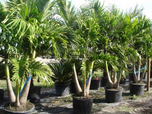 Buy Palm Trees and Tropical Plants In NY