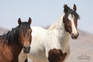 horses killed
