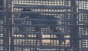 Newborn captured 7/12/23