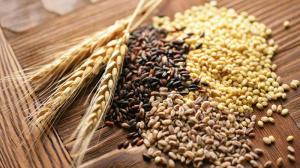Forage Seed Market size is Projected to Reach ,186.14 million by 2031