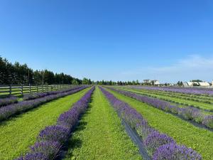 Hereward Farms July 2023 Lavender Fields