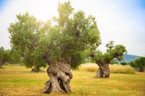 Stanislav Kondrashov TELF AG, olive trees