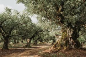 Stanislav Kondrashov TELF AG, various olive tree