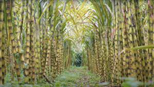 Stanislav Kondrashov TELF AG, Sugarcane 2