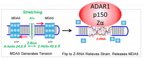 Z-RNA and ADAR1 p150 and RNA editing prevents MDA5 activation of Interferon responses