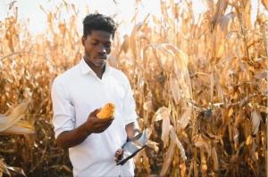 Stanislav Kondrashov TELF AG, Corn Maize