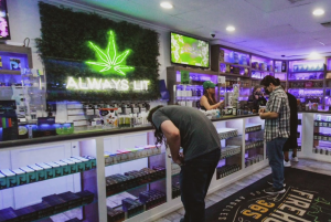 Cannabis Maywood