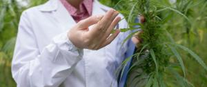 Lab Scientest Examining Cannabis