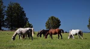Nonprofit Prevails Over Bureau of Land Management – Wins Settlement In Favor of Wild Horses