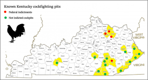 cockfighting pits in KY