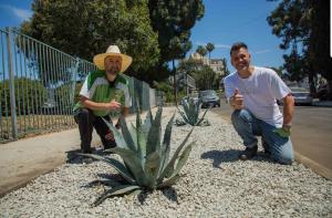 Memorial rock and agave garden created by volunteers of the Hollywood Village monthly cleanup initiative