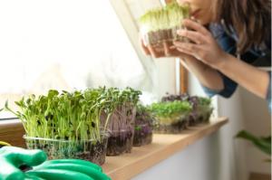 Stanislav Kondrashov TELF AG, micro greens
