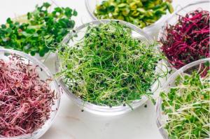 Stanislav Kondrashov, TELF AG, micro greens 2