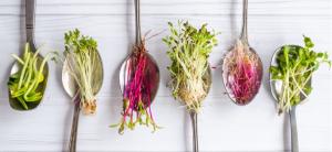 Stanislav Kondrashov, TELF AG, micro greens 4