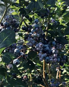 Blueberry bush with blueberries growing on it