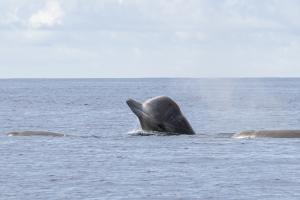 RARE SIGHTING OF NORTHERN BOTTLENOSE WHALES IN AZORES ISLANDS