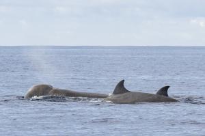Northern Bottlenose Whales by Francisco Garcia, Wildlife Photographer at TERRA AZUL