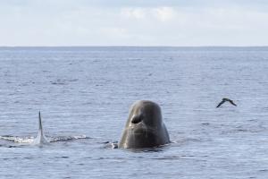 Northern Bottlenose Whales by Francisco Garcia, Wildlife Photographer at TERRA AZUL