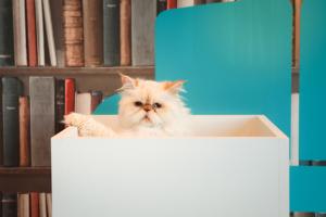 Luxury pet boarding for cats only