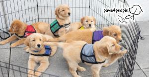 paws4people puppies at Derby for Dogs