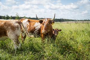 Two Piney-Woods Cows, spotted brown and white, graze in an expansive green pasture with their baby calf.